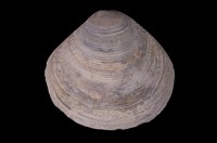 藏品(唱片簾蛤)的圖片